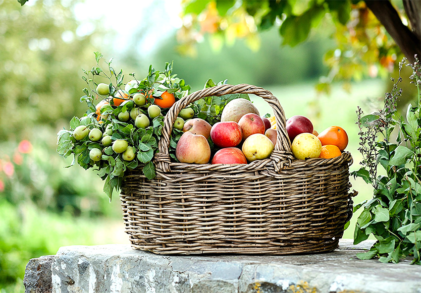 sommerfrugthøst