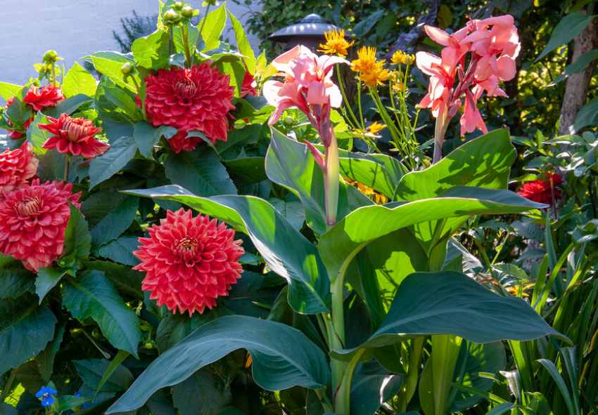 canna lilies companion planting