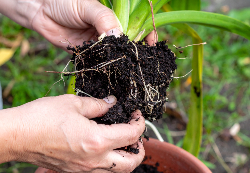 planting Agapanthus bare-root plant