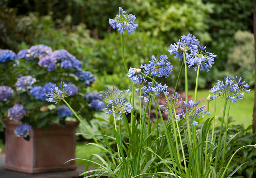 Agapanthus csupasz gyökerű növény online rendelése