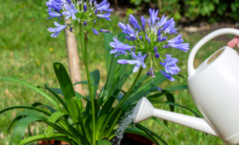 Como cultivar agapantos em vasos: dicas fáceis para flores deslumbrantes
