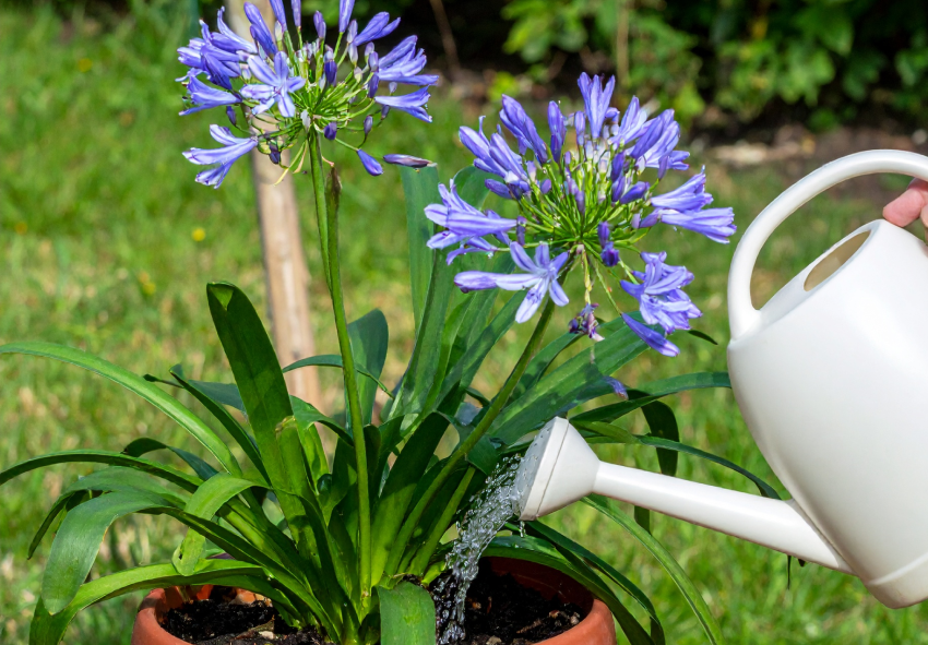 watering Agapanthus