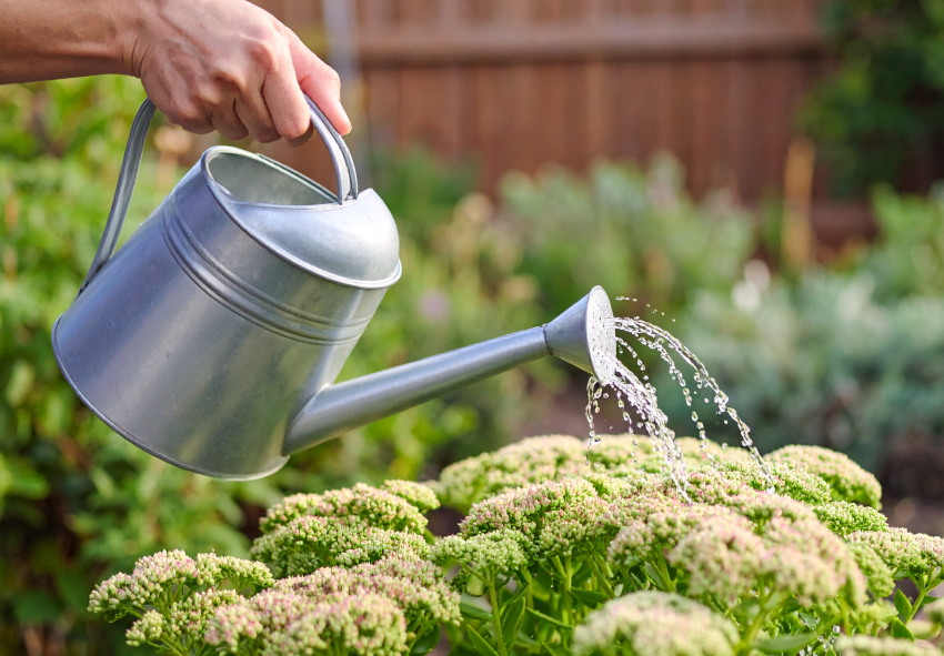 Consejos para una floración prolongada del sedum
