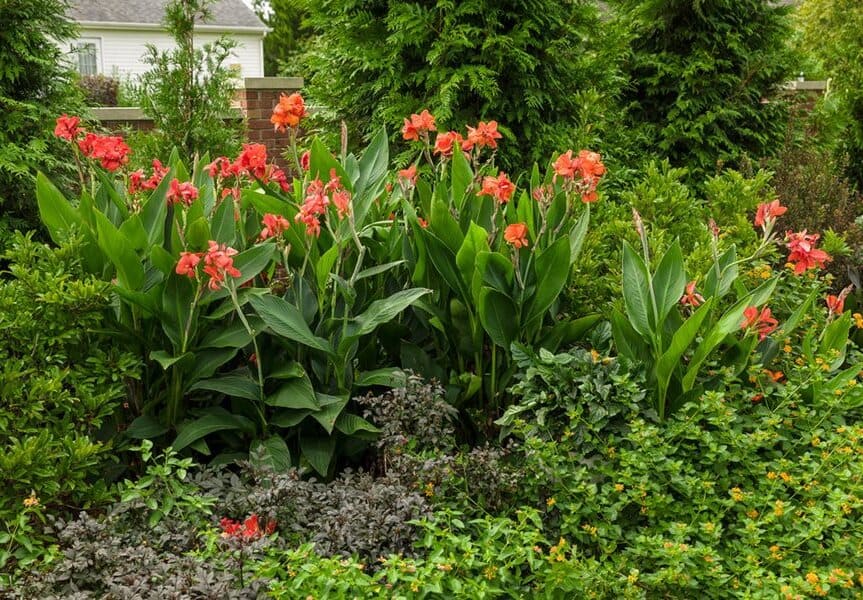 Canna Lilies in Garden Design