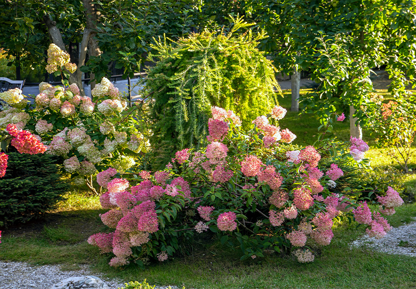 hydrangea design ideas for garden