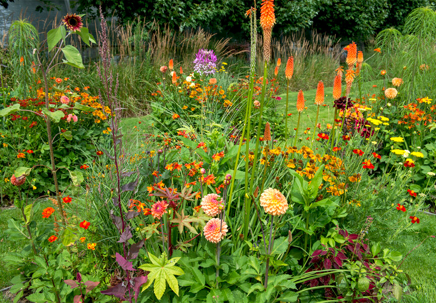 Begeleidende planten voor Kniphofia