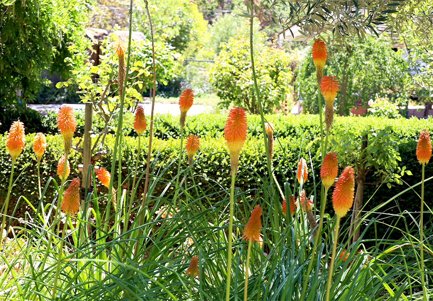 Kniphofia gebruiken in landschapsontwerp
