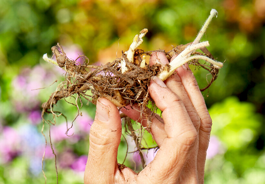 Encomende online plantas de raiz nua lupinus da Holanda