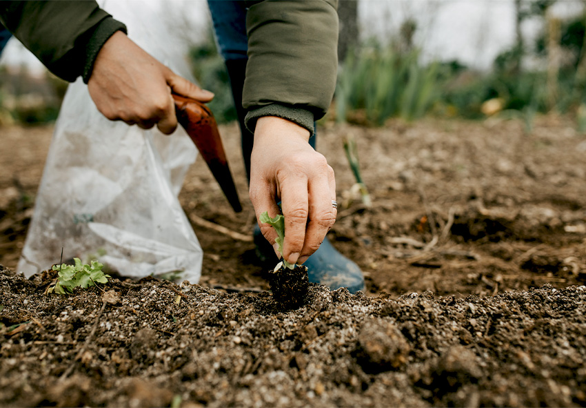 planter des légumes en automne