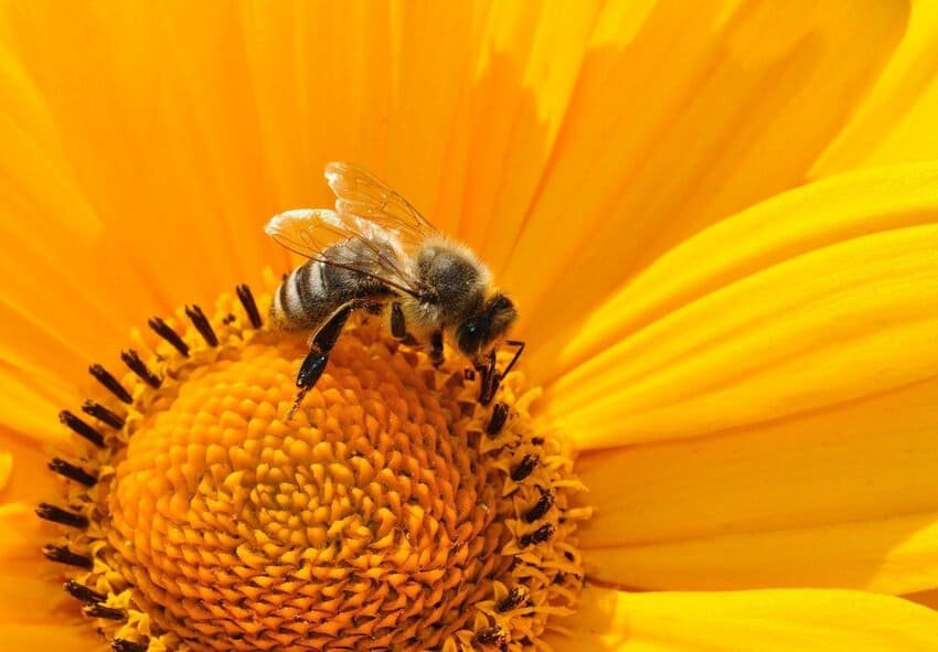 Bestil bi-venlige planteknolde online