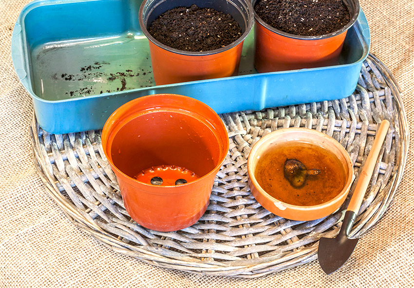 Planting anemones in pots
