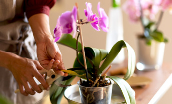 Cuidado de las orquídeas durante todo el año: consejos estacionales para unas orquídeas sanas y florecientes
