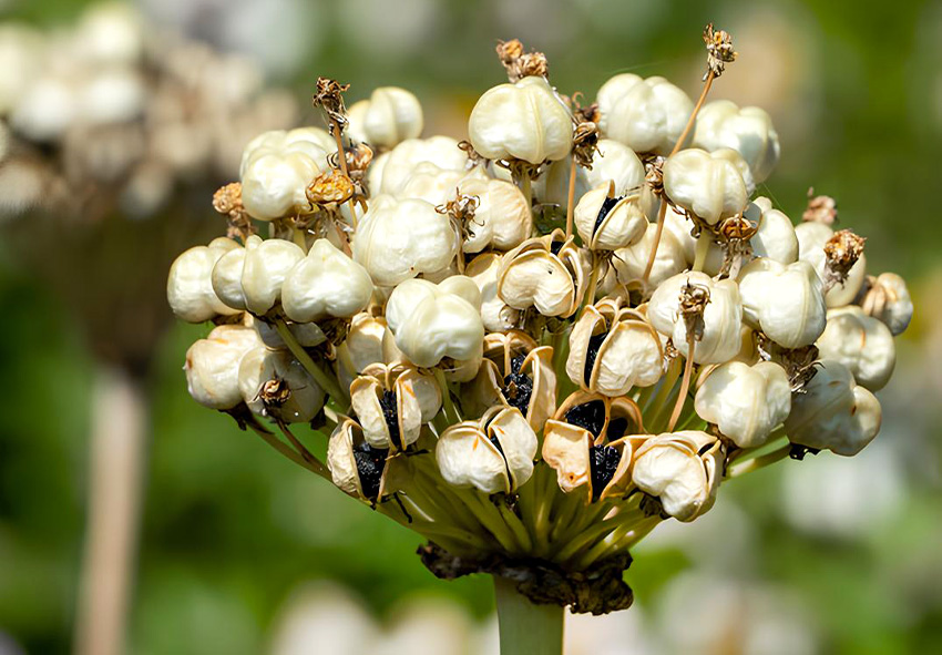 How to Propagate Alliums from Seed