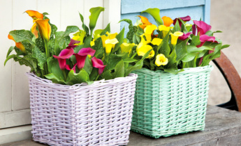 Komplet guide til calla-liljer: Plantning, pleje og smukke blomster