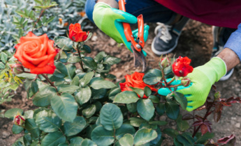 Cómo propagar rosas: guía completa para cultivar nuevas plantas de rosas