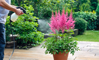 Control de plagas para Astilbe: cómo identificar y gestionar las plagas comunes