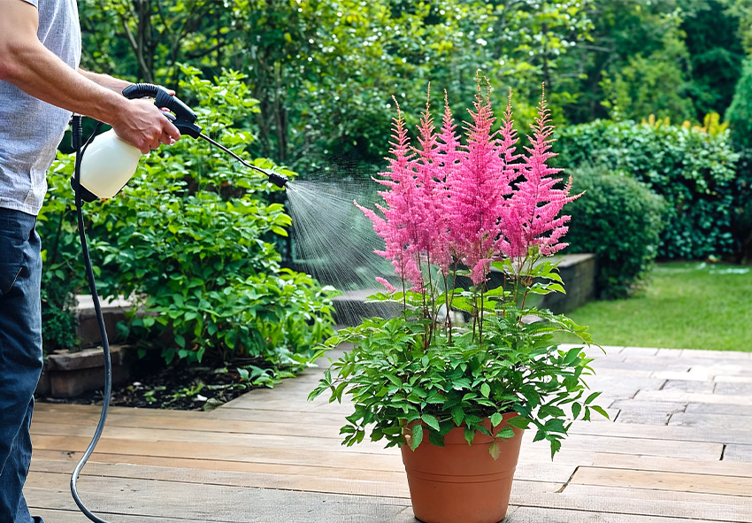 order astilbe bare-root plants online
