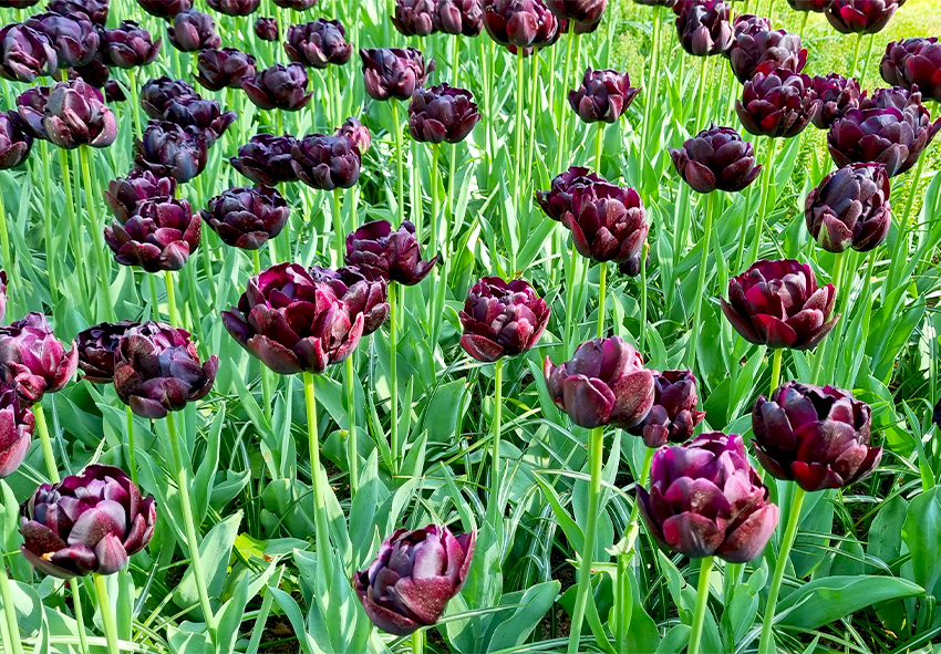 тюльпани Black Hero  темні тюльпани в дизайні саду