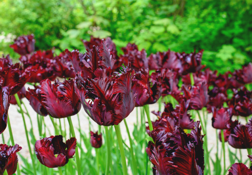 тюльпани Black Parrot замовити цибулини темних тюльпанів онлайн