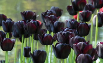 Dark Tulip Varieties: Add Mystery and Elegance to Your Garden