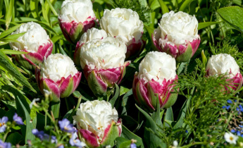 Descubre el tulipán helado: cómo cultivar la variedad de tulipán más singular