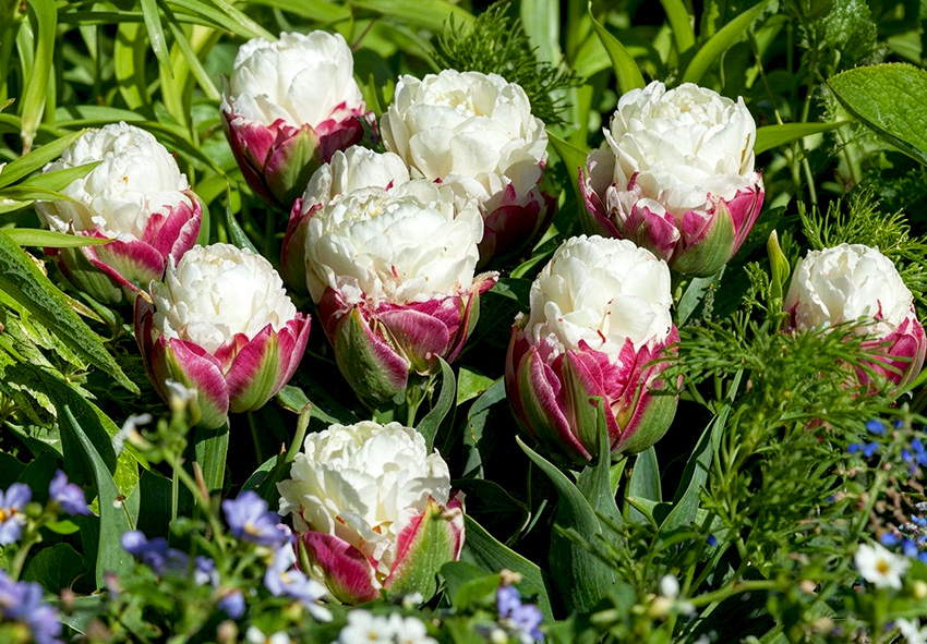 Bulbes Tulipe 'Fire Wings' Frangée - Lot De 5, Rouge Flamboyant, Floraison Printemps, Facile à Cultiver