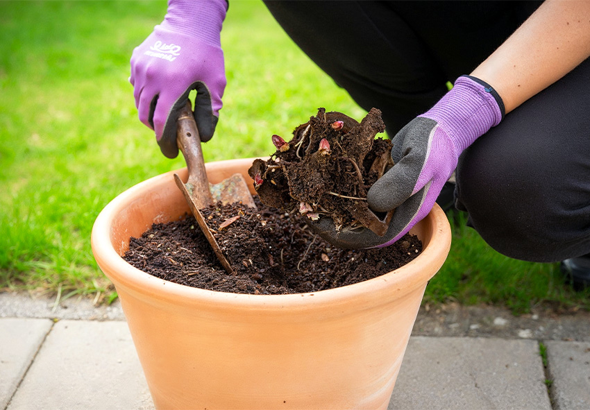 How to Plant Itoh Peony Bare-Root Plants
