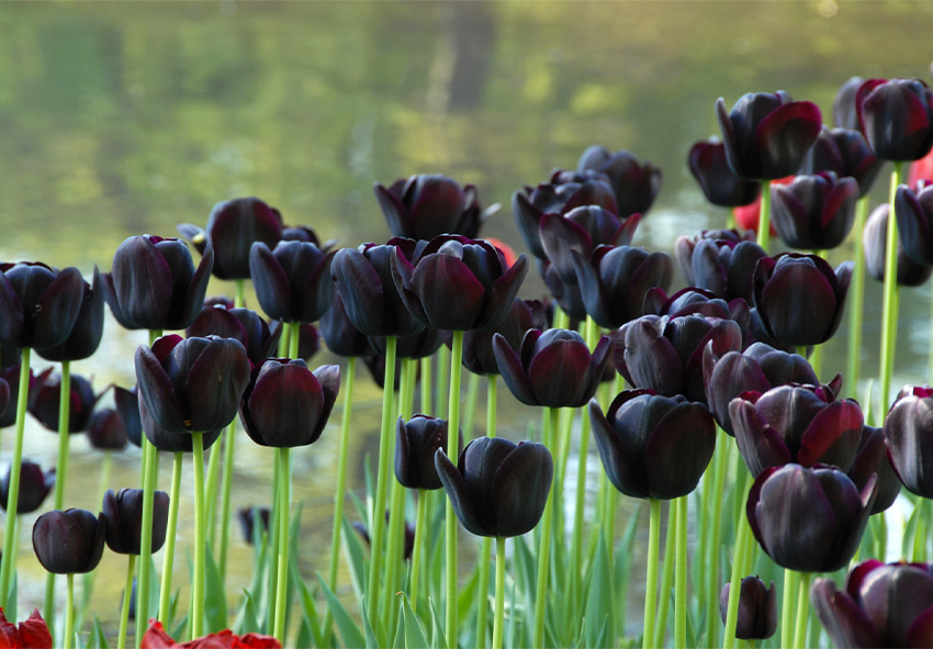 тюльпани Queen of Night найкращі сорти темних тюльпанів для саду