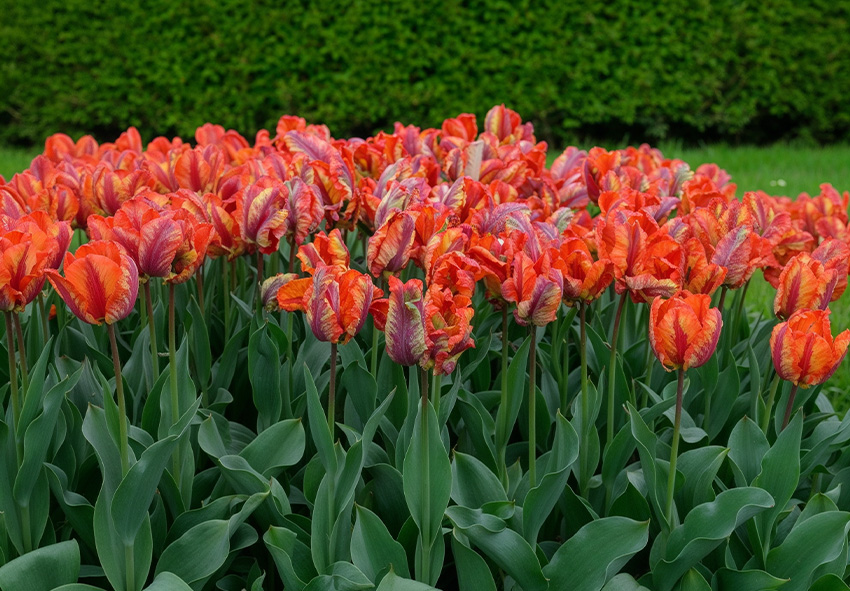 idee per la progettazione di giardini con tulipani