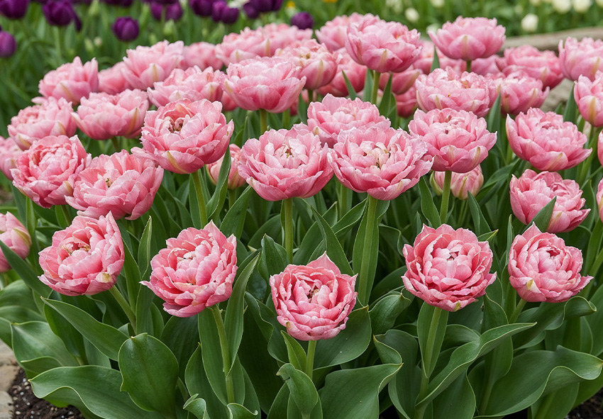 tulipani speciali per giardino