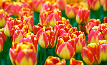 Comment multiplier les tulipes : guide étape par étape pour multiplier vos bulbes