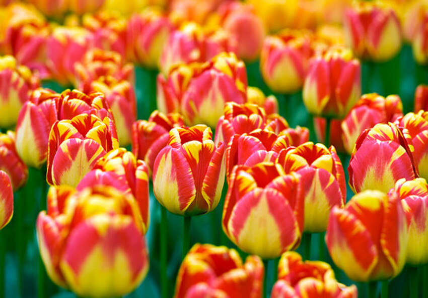 Tulpenzwiebeln online bestellen