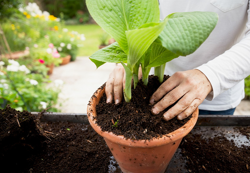 Vermehrung von Hostas in Kübeln