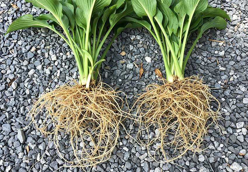 Hosta-Wurzelballenpflanzen online bestellen