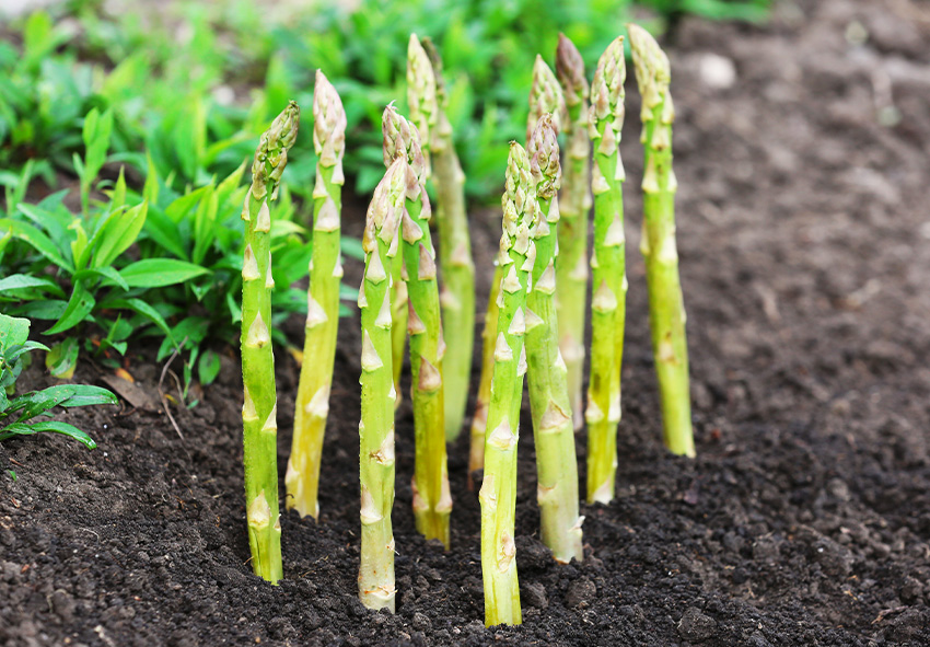 encomendar plantas de espargos com raízes nuas online