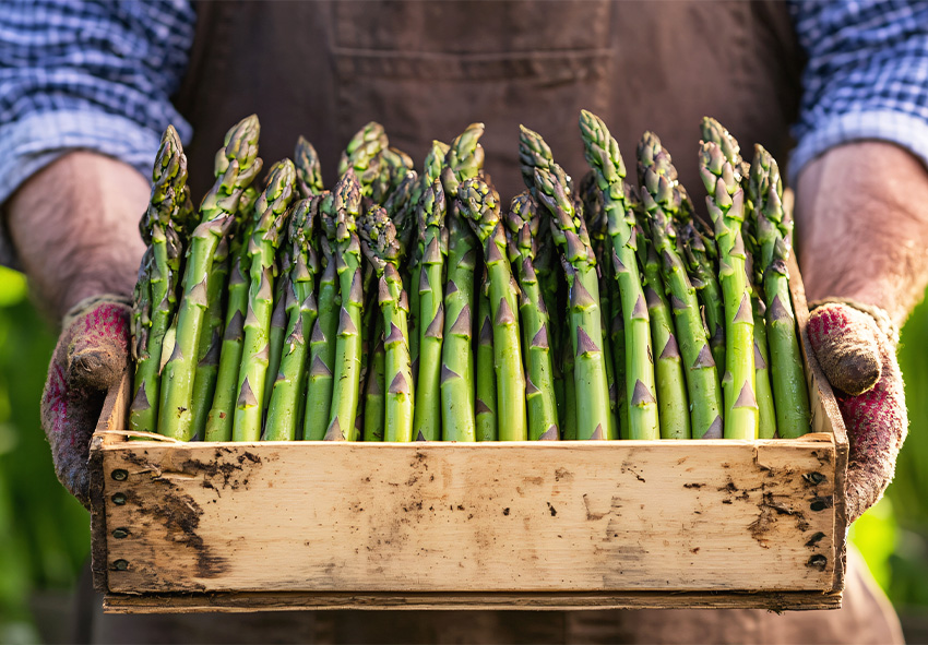 Manutenção a longo prazo de uma plantação de espargos