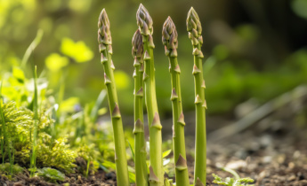 Como cultivar espargos: guia de plantação, cuidados e manutenção a longo prazo