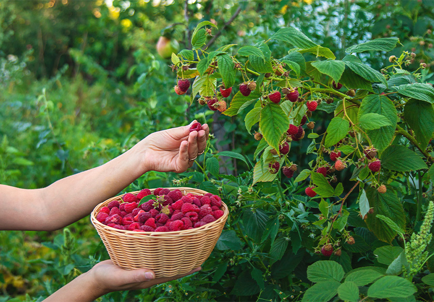 Vadelmien sadonkorjuu Vadelmien sadonkorjuu