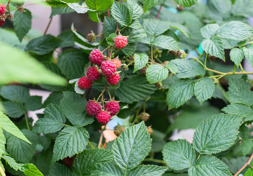 Vadelma kasvava ongelmia Vadelma kasvava ongelmia