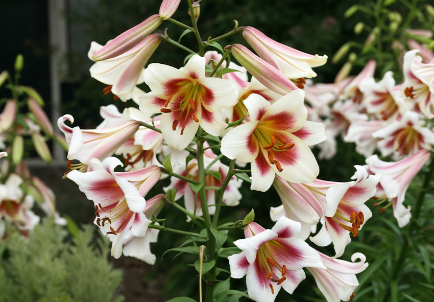 Opas miten kasvattaa OT-hybridililjoja