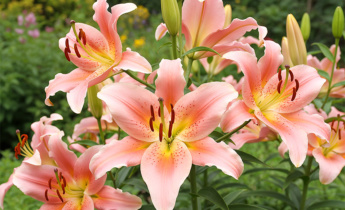 OT-Hybridlilien: Tipps zum Anbau, Pflegeanleitung und die besten Sorten für atemberaubende Blüten