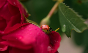 Zwalczanie szkodników róż: jak rozpoznać i zwalczać najczęstsze szkodniki róż