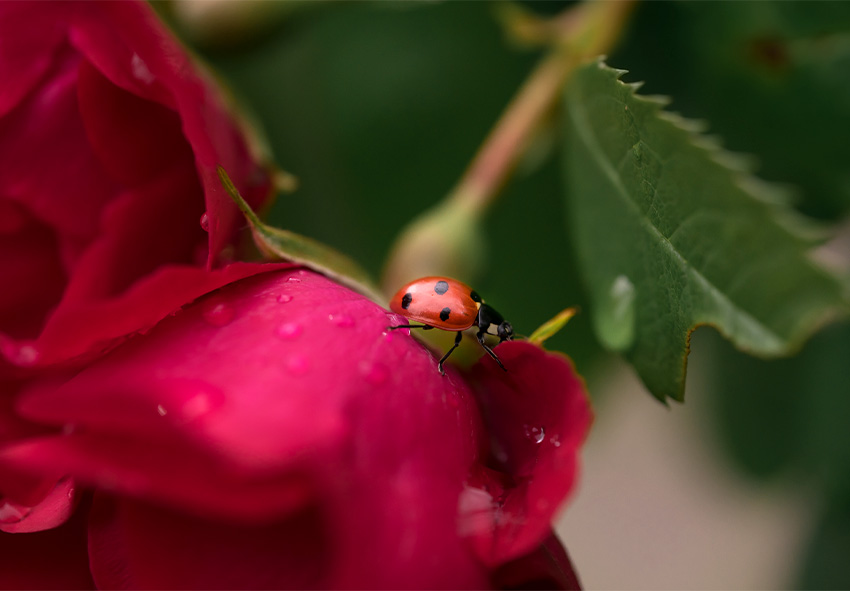 Controllo naturale dei parassiti delle rose