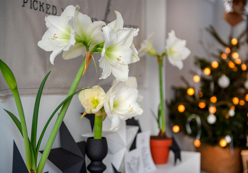 Die Symbolik der Amaryllis zu Weihnachten