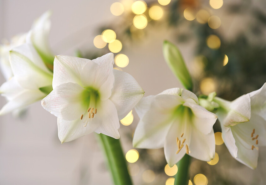 Amaryllis während der Feiertage züchten und pflegen