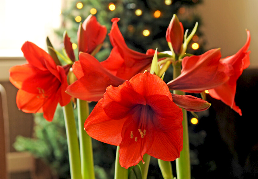 Holland-Amaryllis online bestellen