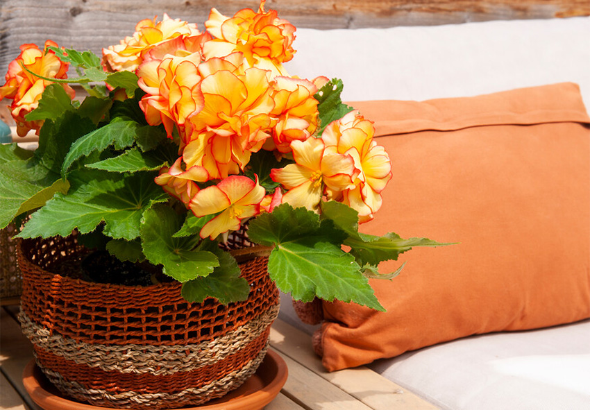 Encomende online plantas de interior e de jardim da Holanda