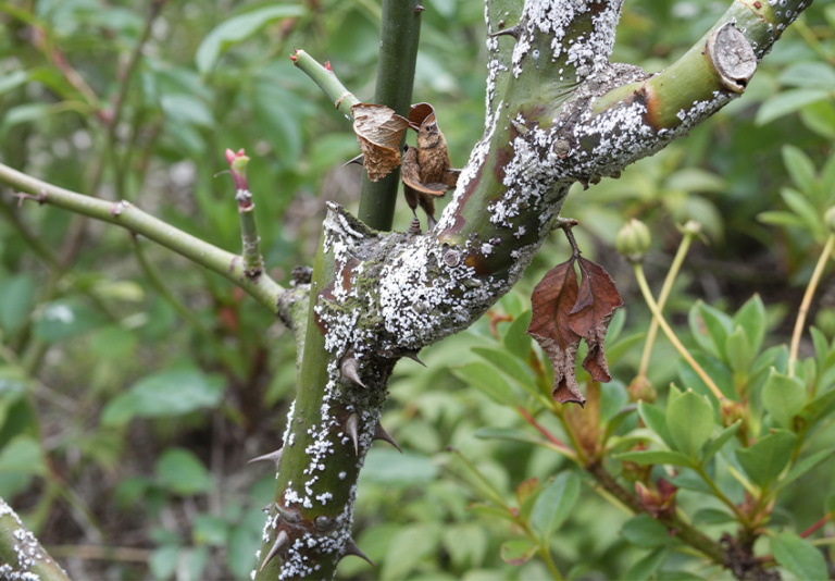 Disease Control for Roses: Effective Treatments & Prevention Tips