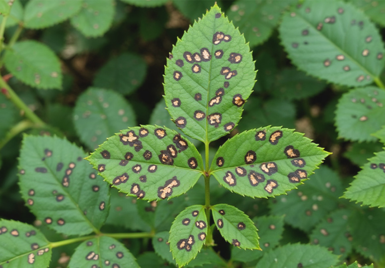 Disease Control for Roses: Effective Treatments & Prevention Tips