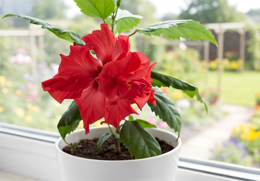 Preparando plantas delicadas para o inverno dentro de casa